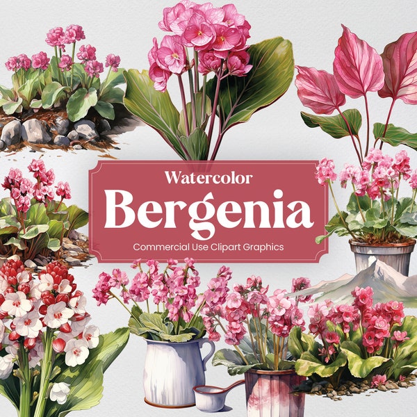 Watercolor Bergenia, 28 Bergenias, Flowers Plants Spring Floral Bouquet Digital Print, Clipart PNG Transparent Background Commercial Use