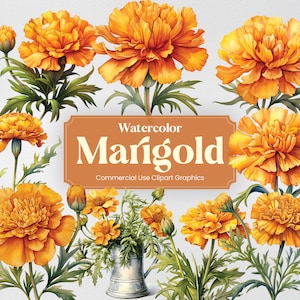 Watercolor Marigold, 28 Marigolds Plants Flowers Spring Floral Bouquet Digital Print, Clipart PNG Transparent Background Commercial Use