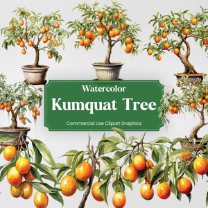 Aquarell Kumquat Baum, 20+ Kumquat Bäume, Blumen Pflanzen Frühling Floral Digitaldruck, Clipart PNG transparenten Hintergrund kommerzielle Nutzung