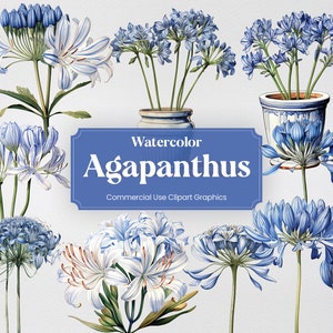 Watercolor Agapanthus, 25 Agapanthuses, Flowers Plant Spring Floral Bouquet Digital Print, Clipart PNG Transparent Background Commercial Use