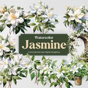 Peut inclure: Illustrations à l'aquarelle de fleurs de jasmin blanches avec des feuilles vertes. Les illustrations sont disposées en collage avec une carte de titre qui indique "Aquarelle Jasmin Illustrations Clipart à usage commercial".