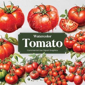 Peut inclure: Illustration à l'aquarelle de tomates rouges mûres avec des tiges et des feuilles vertes. Certaines tomates sont entières, d'autres coupées, et certaines sont sur la vigne. Le texte "Watercolor Tomato Commercial Use Clipart Graphics" est inclus.