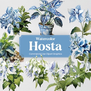 Watercolor Hosta, 20+ Hostas, Flowers Plants Spring Floral Digital Print, Clipart PNG Transparent Background Commercial Use