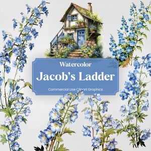 Watercolor Jacob's Ladder, 20+ Jacob's Ladders, Flowers Plants Spring Digital Print, Clipart PNG Transparent Background Commercial Use