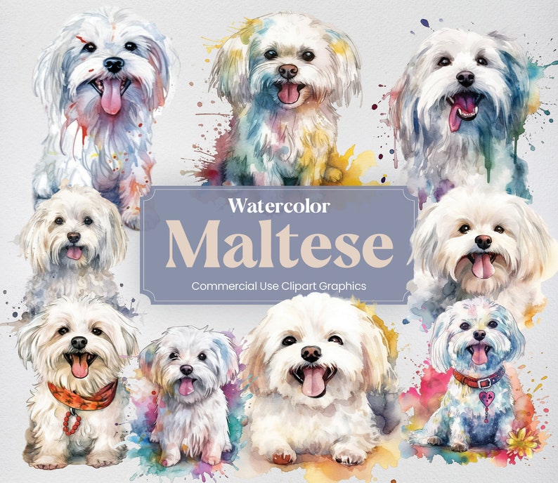 Watercolor Maltese Dog Clipart 22 Animal Digital Prints PNG - Etsy