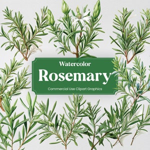Watercolor Rosemary, 20+ Rosemarys, Flowers Plants Spring Floral Digital Print, Clipart PNG Transparent Background Commercial Use