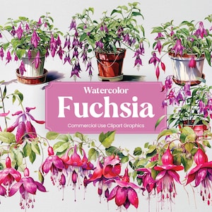Watercolor Fuchsia, 20+ Fuchsias, Flowers Plants Spring Floral Digital Print, Clipart PNG Transparent Background Commercial Use