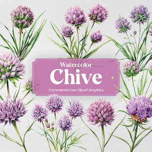 Puede incluir: Ilustración de acuarela de flores de cebollino moradas con tallos y hojas verdes. El texto "Watercolor Chive Commercial Use Clipart Graphics" se muestra en una pancarta rosa.