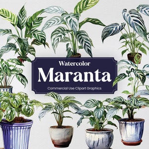 Watercolor Maranta, 20+ Marantas, Flowers Plants Spring Floral Digital Print, Clipart PNG Transparent Background Commercial Use