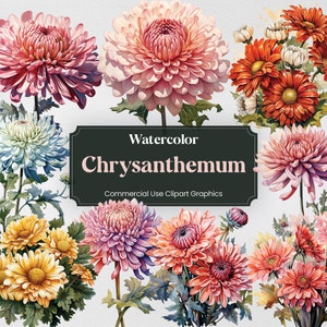 Aquarell Chrysantheme, 27 Chrysanthemen Pflanzen Blumen Flora Teegrün Digitaldruck, Clipart PNG transparenten Hintergrund kommerzielle Nutzung