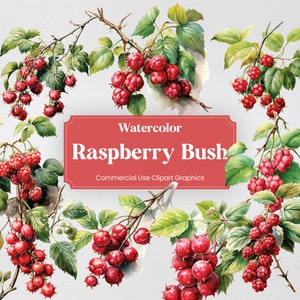 May include: Watercolor illustration of a raspberry bush with red berries and green leaves. The image is titled "Watercolor Raspberry Bush Commercial Use Clipart Graphics".