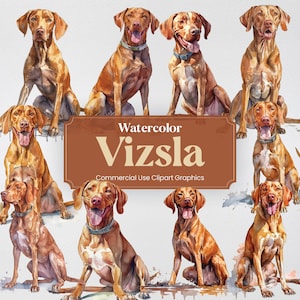 Aquarell Vizsla Hund Clipart, 24 Digitaldrucke von Tieren, PNG-Format mit transparentem Hintergrund für kommerzielle Nutzung