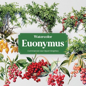 Watercolor Euonymus, 28 Euonymus Plants, Flowers Plants Spring Floral Flora Digital Print, Clipart PNG Transparent Background Commercial Use