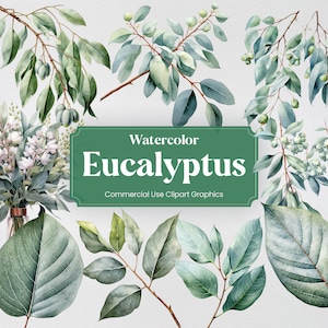 Acquerello eucalipto, 26 eucalipti, fiori piante primavera floreale flora stampa digitale, Clipart PNG sfondo trasparente uso commerciale