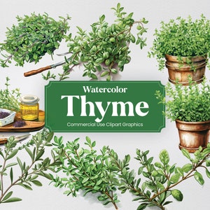 May include: Watercolour illustrations of thyme sprigs in various arrangements, including a bunch of thyme, a potted plant, and sprigs of thyme on a wooden chopping board. The text "Watercolor Thyme Commercial Use Clipart Graphics" is displayed on a green banner.