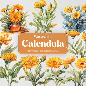 Watercolor Calendula, 28 Calendulas, Flowers Plants Spring Floral Bouquet Flora Digital Print, Clipart PNG Transparent Background Commercial