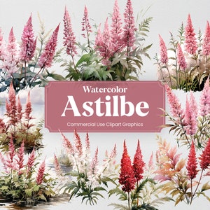 Watercolor Astilbe, 28 Astilbes, Flowers Plants Spring Floral Bouquet Flora Digital Print, Clipart PNG Transparent Background Commercial Use