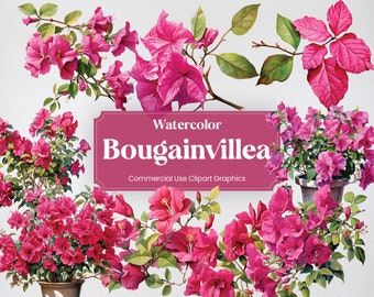 May include: Watercolor illustration of bougainvillea flowers in various arrangements. The image features vibrant pink blooms with green leaves, some in pots, and a banner with the text "Watercolor Bougainvillea". The overall theme is floral and botanical.