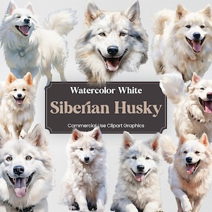 Aquarell Siberian Husky Hund Clipart, 33 Tiere Digitaldrucke, PNG format mit transparentem Hintergrund für kommerzielle Nutzung