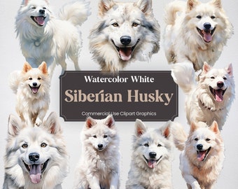 Può includere: Illustrazioni ad acquerello di Husky siberiani bianchi in varie pose. Le immagini sono perfette per la grafica clipart di uso commerciale.