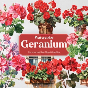 Aquarel Geranium, 27 Crane's Bill Plant Bloemen Lente Flora Vegetatie Digitale Print, Clipart PNG Transparante Achtergrond Commercieel Gebruik