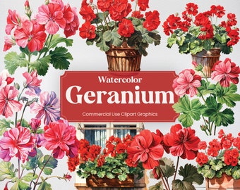 May include: Watercolor illustrations of red geraniums in various arrangements. The flowers are in pots and window boxes. The text "Watercolor Geranium Commercial Use Clipart Graphics" is displayed on a red banner.