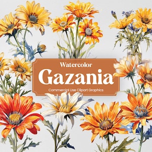 Watercolor Gazania, 20+ Gazanias, Flowers Plants Spring Floral Digital Print, Clipart PNG Transparent Background Commercial Use