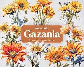 Aquarell Gazania, 20+ Gazanias, Blumen Pflanzen Frühling Floral Digitaldruck, Clipart PNG transparenten Hintergrund Kommerzielle Nutzung
