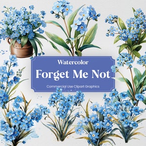 Aquarelle de myosotis, plus de 20 myosotis, fleurs plantes printemps Floral impression numérique, Clipart PNG sur fond Transparent usage commercial