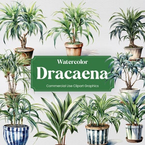 Dracaena dell’acquerello, 28 dracene, fiori piante primavera floreale Flora stampa digitale, Clipart PNG sfondo trasparente uso commerciale