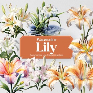 Puede incluir: Ilustraciones de acuarela de lirios en varios colores y estilos. Los lirios se representan con detalles intrincados, incluyendo pétalos delicados, colores vibrantes y gotas de agua. El texto "Watercolor Lily Commercial Use Clipart Graphics" se muestra en un rectángulo marrón.