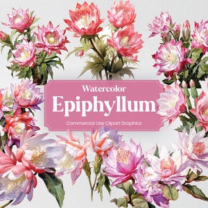 Acuarela Epiphyllum, 28 Epiphyllums, Flores Plantas Primavera Floral Flora Impresión Digital, Clipart PNG Fondo Transparente Uso Comercial