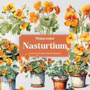 Watercolor Nasturtium, 20+ Nasturtiums, Flowers Plants Spring Floral Digital Print, Clipart PNG Transparent Background Commercial Use