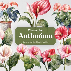 Antúrio aquarela, 28 antúrios, flores plantas primavera buquê floral impressão digital, clipart fundo transparente uso comercial
