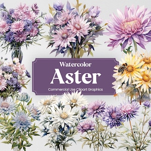 Watercolor Aster, 27 Asters, Flowers Plants Spring Floral Bouquet Flora Digital Print, Clipart PNG Transparent Background Commercial Use