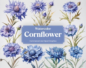 Watercolor Cornflower, 28 Cornflowers, Flowers Plants Spring Floral Flora Digital Print, Clipart PNG Transparent Background Commercial Use
