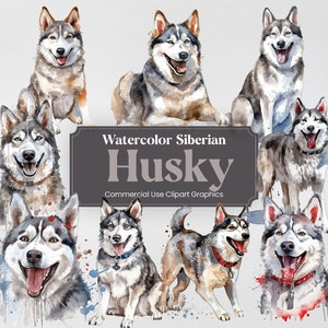 Watercolor Siberian Husky Dog Clipart, 24 Animal Digital Prints, PNG format with Transparent Background for Commercial Use