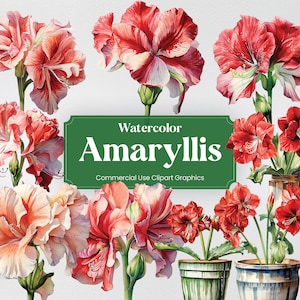 Watercolor Amaryllis, 27 Amaryllises, Flowers Plants Spring Floral Bouquet Digital Print, Clipart PNG Transparent Background Commercial Use