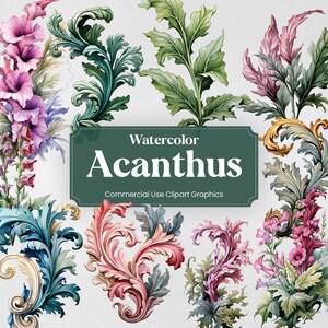 May include: Watercolor illustrations of acanthus leaves and flowers in various colors, including pink, green, blue, and gold. The illustrations are in a vintage style and are perfect for adding a touch of elegance to any project.