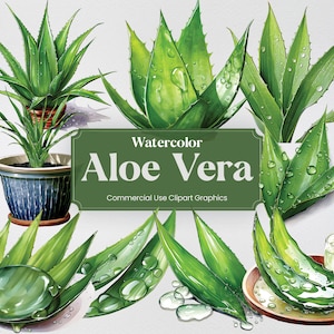 Aquarelle Aloe Vera, 27 plantes d’aloès fleurs flore végétation verts impression numérique, Clipart PNG fond transparent utilisation commerciale