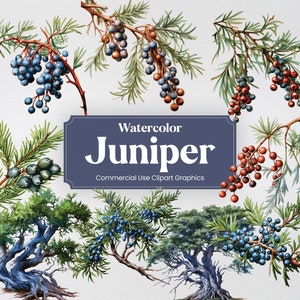Watercolor Juniper, 20+ Junipers, Flowers Plants Spring Floral Digital Print, Clipart PNG Transparent Background Commercial Use