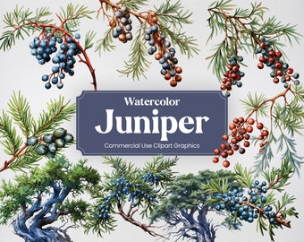 Watercolor Juniper, 20+ Junipers, Flowers Plants Spring Floral Digital Print, Clipart PNG Transparent Background Commercial Use