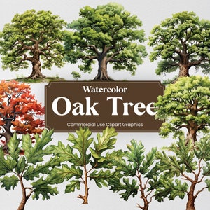 May include: Watercolor illustrations of oak trees in various stages of growth. The illustrations include a full tree, a close-up of the leaves, and a tree with fall foliage. The text "Watercolor Oak Tree Commercial Use Clipart Graphics" is displayed on a brown banner.