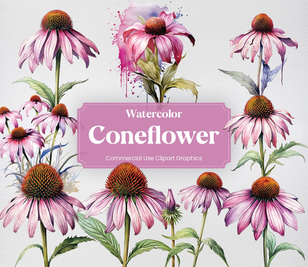 Watercolor Coneflower, 27 Coneflowers, Flowers Plants Spring Floral ...