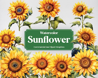 Aquarell Sonnenblume, 20+ Sonnenblumen, Blumen Pflanzen Frühling Floral Digitaldruck, Clipart PNG transparenten Hintergrund Kommerzielle Nutzung