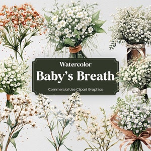 Babys breath flower- JR Roses