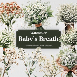 Aquarell Schleierkraut, 28 Blumen Pflanzen Frühling Blumenstrauß Digitaldruck, Clipart PNG Transparenter Hintergrund Kommerzielle Nutzung