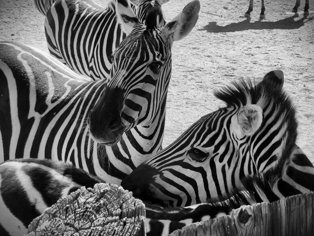 Zebras Black and White Digital Download Etsy