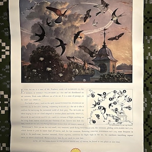 Può includere: Poster vintage intitolato "Shell guide to LIFE IN THE SKY" con illustrazioni di uccelli e pipistrelli in volo. L'opera d'arte include un diagramma dettagliato di diverse specie di uccelli e una torre dell'orologio. Il testo è in inglese.
