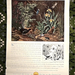 Può includere: Poster vintage della Shell Oil Company intitolato "Shell guide to LIFE BY THE STREAM". L'illustrazione raffigura una scena di torrente con vari animali selvatici, tra cui uccelli, insetti e piante. Il poster include testo e il logo Shell.